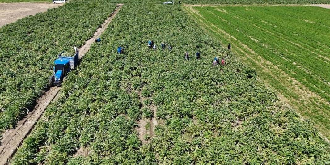 Tarlada ‘Yeşil elmas’ mesaisi sürüyor! Tanesi 35 TL’den çıkıyor 3
